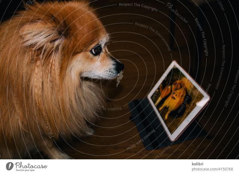 Small red blonde dog looks at picture of himself and another dog on tablet Dog peak Animal face Animal portrait Pet Pelt Dog's snout small dog Puppydog eyes