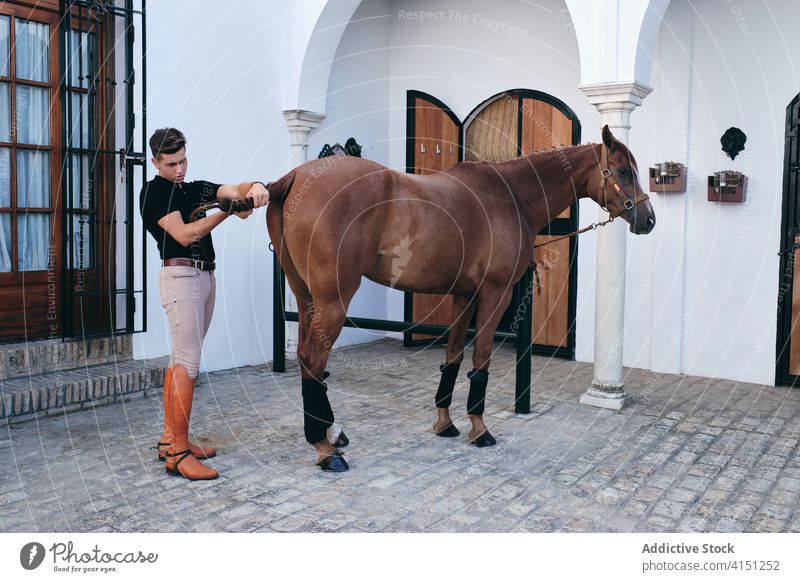 Young jockey with chestnut horse braid tail man equestrian obedient care equine friend male professional ranch animal pet stallion mammal farm focus concentrate