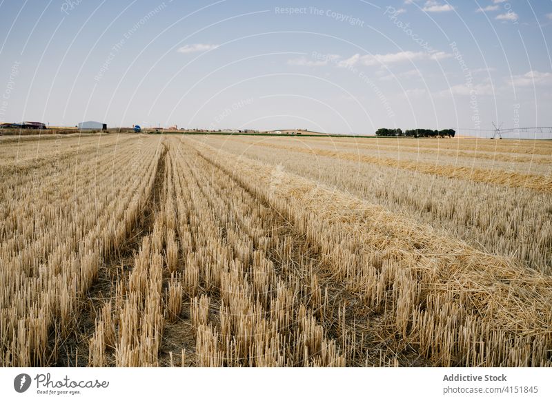 Field with harvested crop in sunlight field agriculture agronomy gold grass nature countryside blue sky landscape dry organic cut scenic straw farm plant