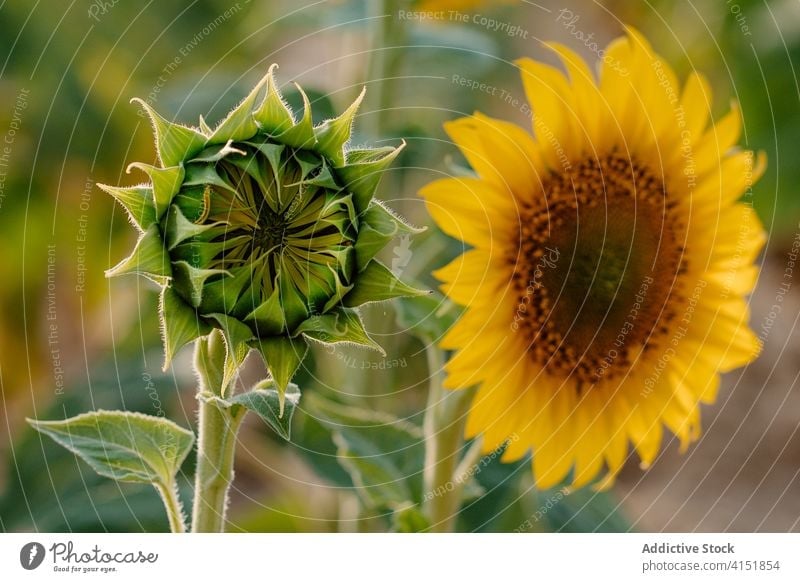 Blooming sunflowers in summer field bloom yellow countryside landscape nature agriculture environment bud picturesque vast rural season scenic plant farm flora