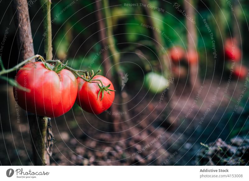 Red ripe tomatoes on branch in garden harvest red grow vegetable organic natural plant food cultivate growth season summer horticulture vegetate plantation