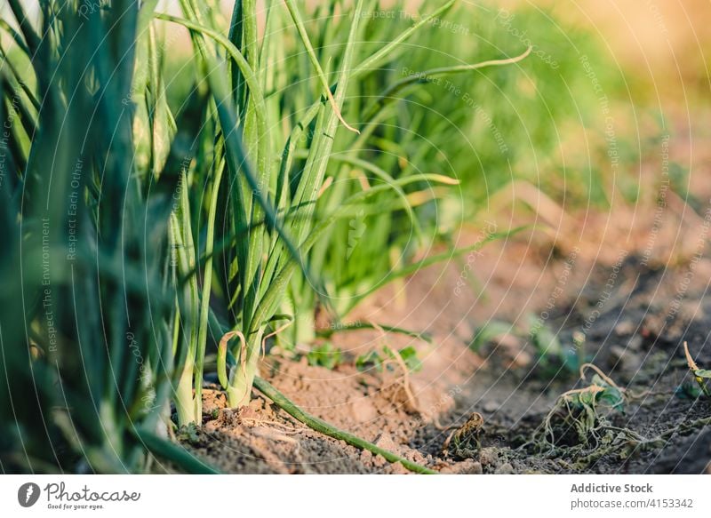 Green onions growing on garden bed green agriculture harvest greenery horticulture organic farm natural fresh soil cultivate food vegetable agronomy farmland