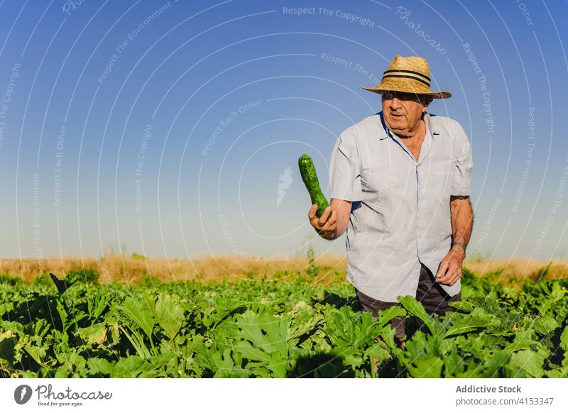 Elderly man harvesting in field zucchini farmer green elderly senior fresh collect pick organic agriculture male natural cultivate food ripe agronomy plantation