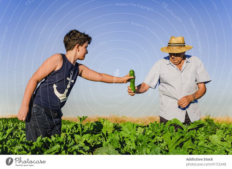 Boy helping grandfather during harvesting in field zucchini kid farmer together green fresh collect pick organic agriculture natural grandson cultivate food