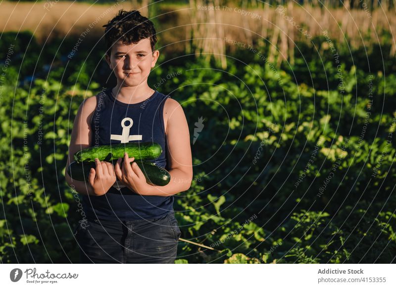 Happy boy with zucchini harvest standing in field kid ripe garden pick green vegetable fresh happy proud organic agriculture farm natural cultivate food