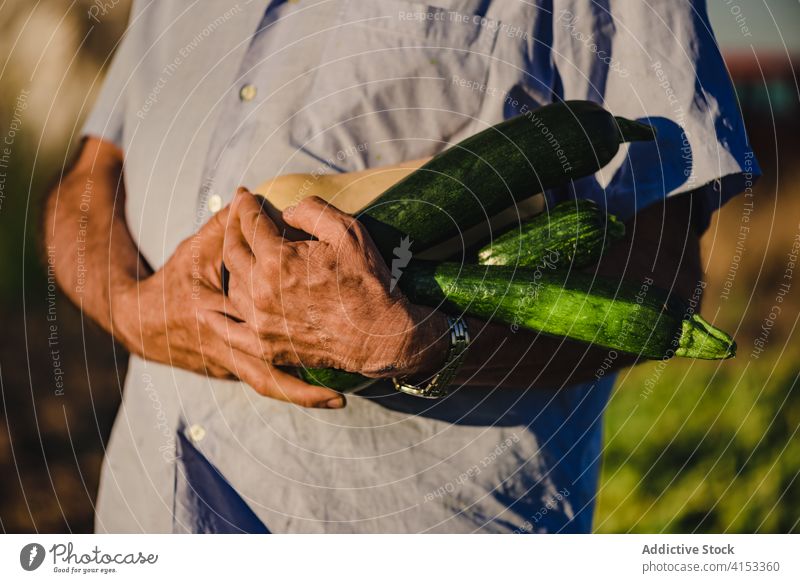 Senior farmer with fresh zucchini in field harvest man green organic agriculture natural cultivate food pick collect ripe agronomy plantation male senior garden