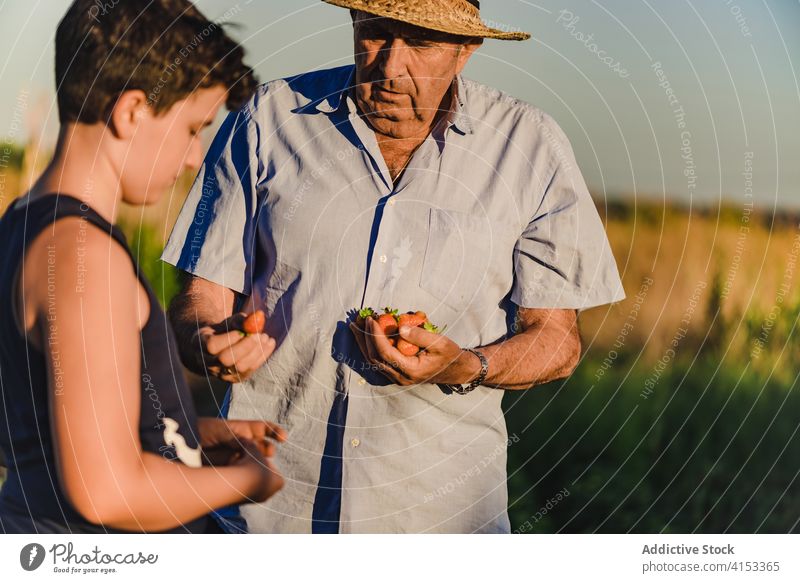 Senior man and boy eating strawberry in garden harvest field grandson grandfather kid farmer together pick summertime fresh collect organic agriculture natural