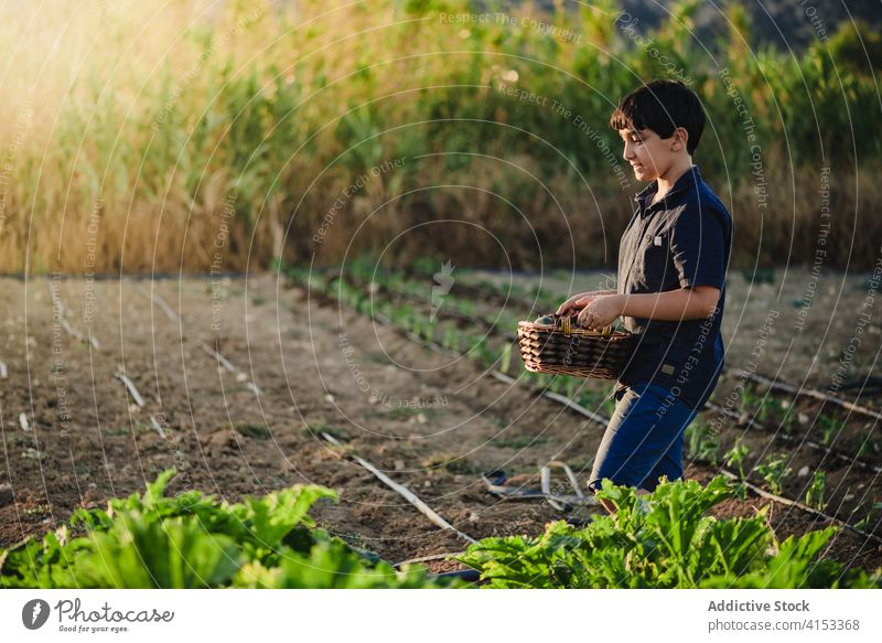 Kid carrying basket with harvest in vegetable garden kid pick summer countryside boy green field fresh organic agriculture farm natural cultivate food agronomy