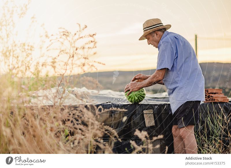 Male farmer with fresh fruit in countryside elderly village man watermelon ripe check male straw hat summer agriculture natural nature senior mature organic