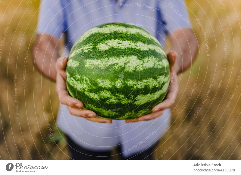 Crop male gardener with fresh fruit watermelon ripe farmer man harvest countryside organic summer nature agriculture food healthy green mature plant rural