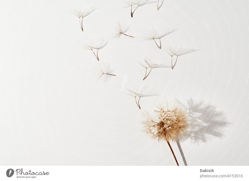 Flying dandelion petals on white background flower fly fluffy summer art beautiful beauty abstract biology blossom blow blowing botany decoration flora floral