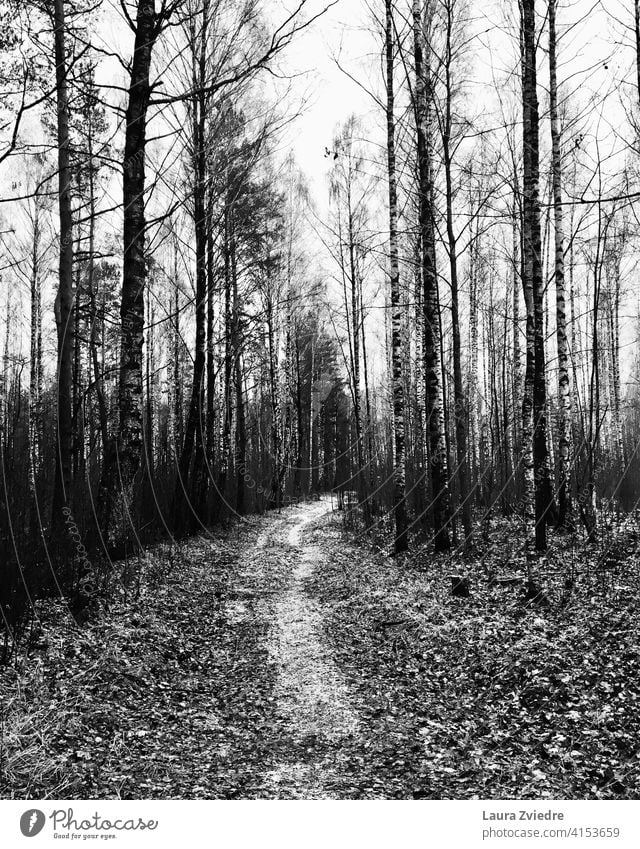 Path in the birch forest Birch Birch tree Birch wood Tree path lonely lonely path Autumn walk away on the walk autumn mood Black & white photo Forest