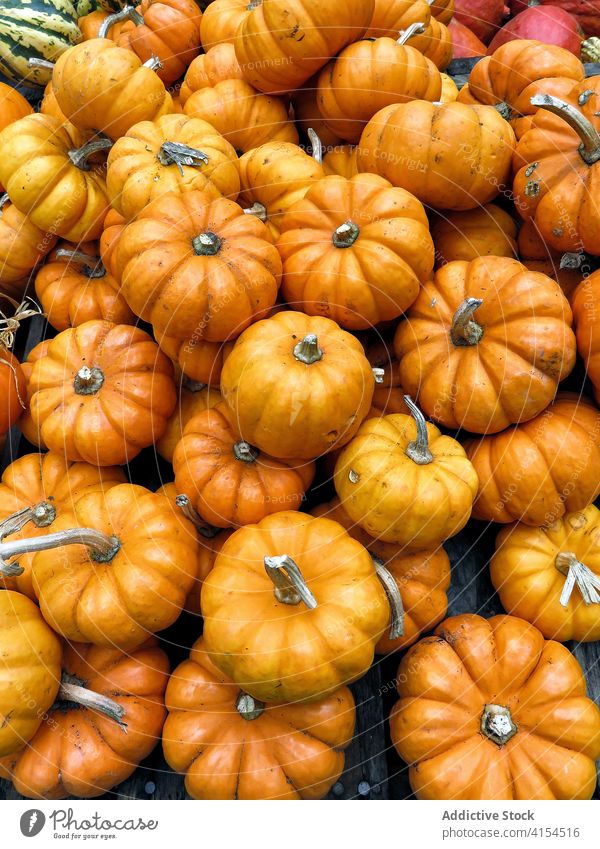 Fresh pumpkins in local market harvest pile stall orange background ripe grocery counter new york american united states usa fresh organic food vegetable