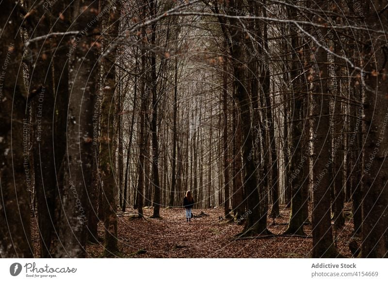 Anonymous hiker walking in autumn woods woman forest leafless travel path season fall alone nature bare cold explore tree germany austria female silent tranquil