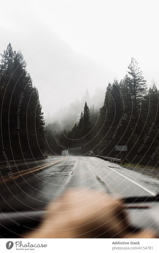 Traveler driving car along road drive forest fog driver windshield coniferous wet road trip usa america united states travel nature journey roadway transport