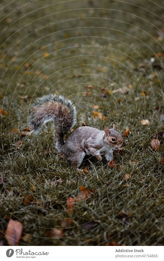 Cute squirrel on grass in forest gray wild animal cute autumn season meadow fur scottish highlands scotland uk united kingdom fall nature tranquil idyllic