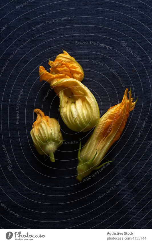 Flat lay with zucchini flowers courgette squash vegetable yellow food fresh organic diet vegetarian orange raw healthy plant edible bud natural agriculture