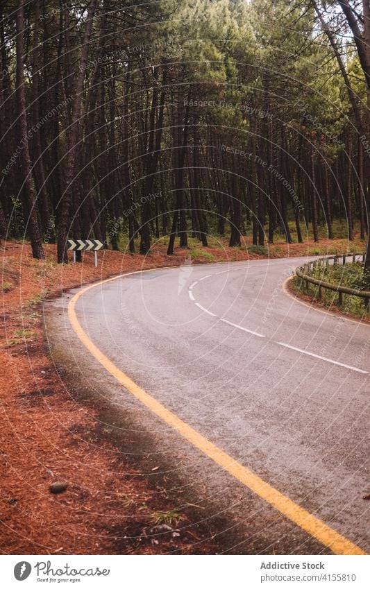 Winding asphalt road through forest curve tree nature empty wind roadway narrow travel countryside path route environment woods destination tourism trip foliage