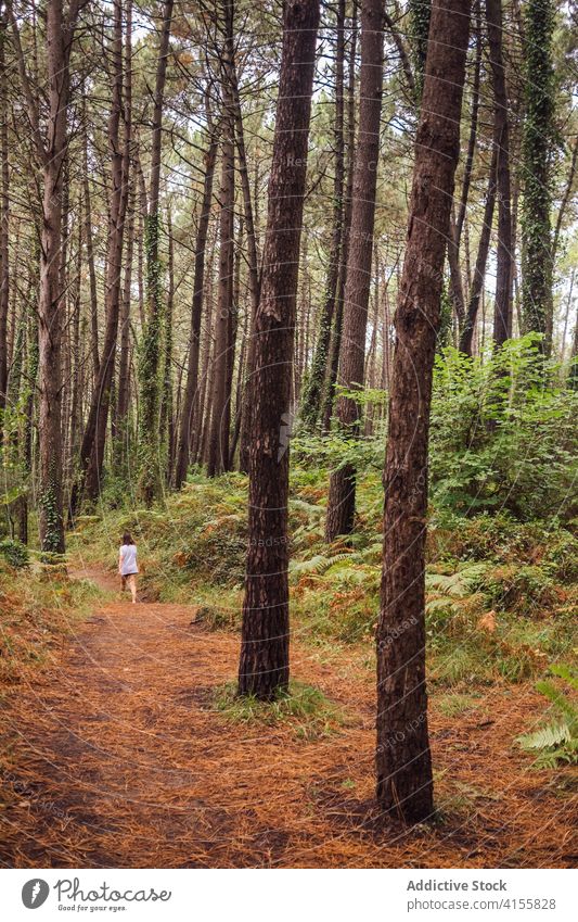 Woman walking on footpath in woods forest trail woman pathway nature stroll coniferous summer landscape tree environment woodland alone lonely adventure travel