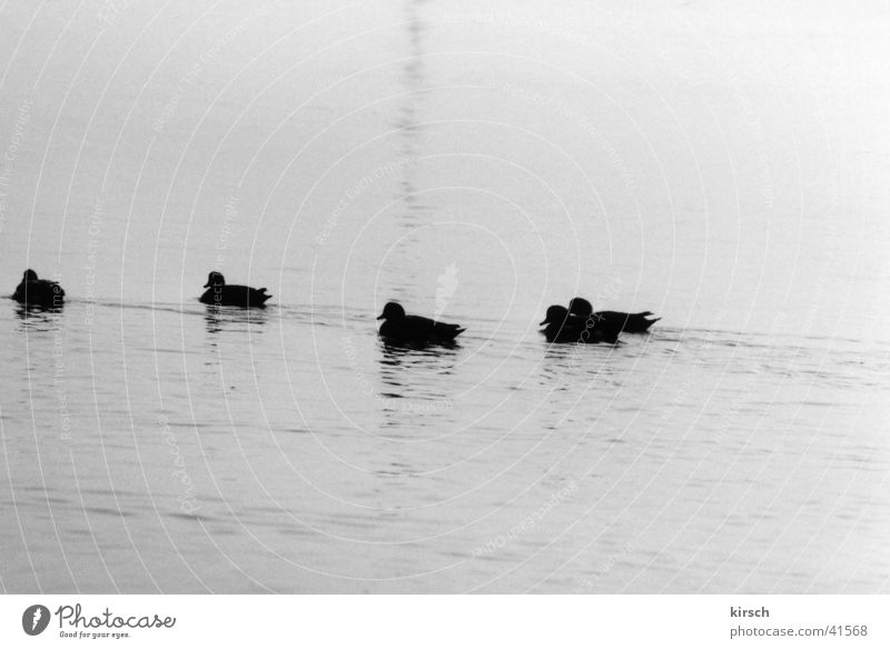 ducks Lake Calm Pond Duck Water