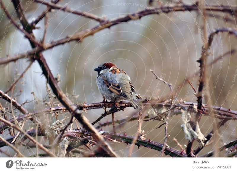 Bird in thorns birds Sparrow Protective Winter Prickly bush