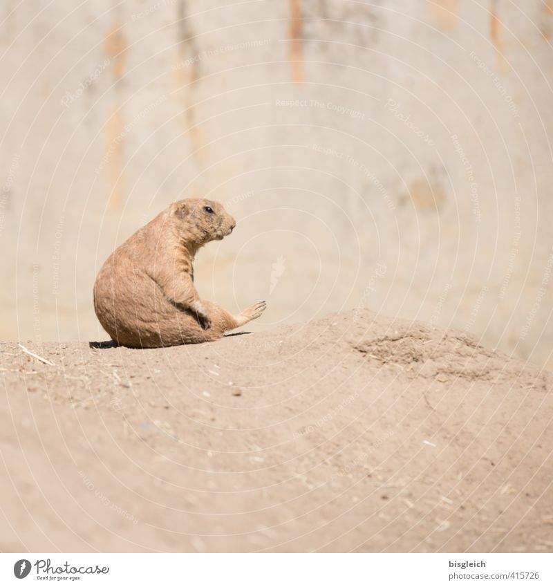 Prairie dog IV Zoo Animal Wild animal 1 Looking Sit Brown Attentive Watchfulness Serene Patient Calm Beautiful Colour photo Exterior shot Deserted