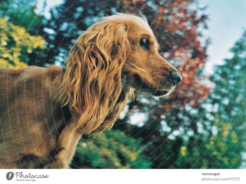 Noras Profile Cocker Spaniel Silhouette Dog Brown Tree Autumn Safety Beautiful Cute Mammal Sky Looking