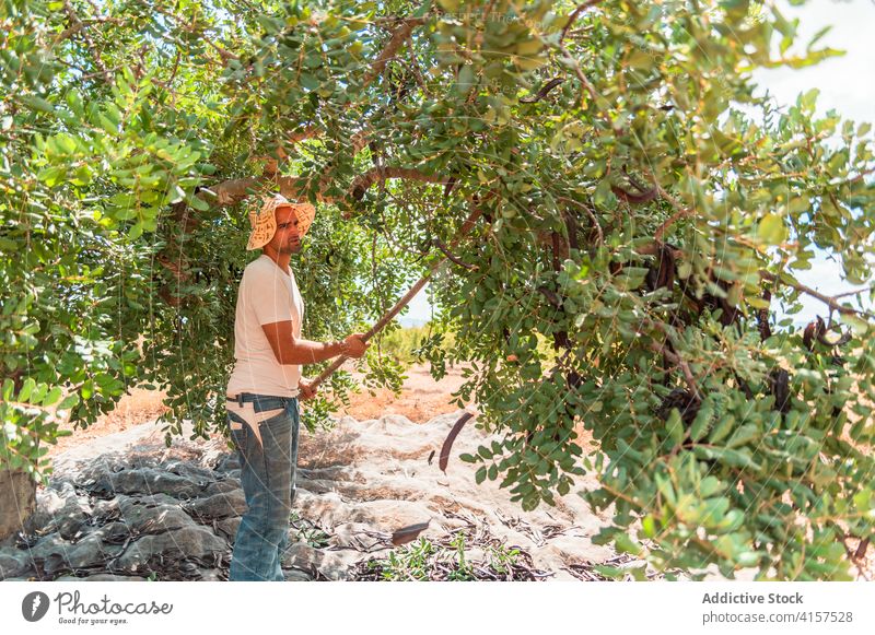 Man harvesting carob pods in summer countryside farmer stick hit tree ripe collect man agriculture work plant shake worker season organic fresh branch tool