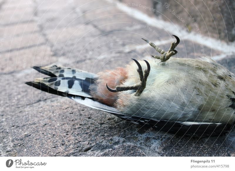 torpor Animal Wild animal Dead animal Bird Wing Claw 1 Esthetic Cold Death End Pain Sadness Spotted woodpecker Lie Colour photo Subdued colour Exterior shot