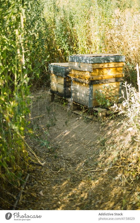 Beehive in apiary in summer beehive countryside garden nature wooden village rustic natural fresh farm yard rural season environment box farmland beekeeping
