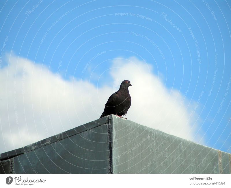 Carlson on the roof Pigeon Bird Clouds Roof House (Residential Structure) Animal Black White Gray Bird's-eye view Sky Blue Might
