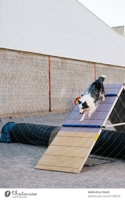 Border Collie dog training on agility equipment border collie a frame climb run obstacle obedient canine course activity trial together purebred breed pedigree