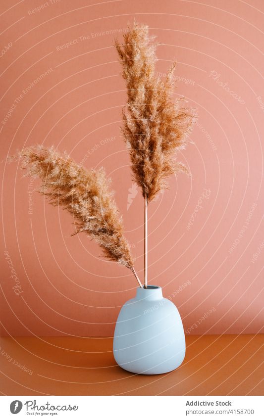 Vase with dried grass in studio pampas decoration dry vase stem fluff table art natural clay simple material craft design plant minimal creative elegant flora