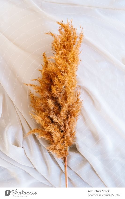 Tender dry plant on piece of cloth delicate decorative fabric silk textile tender pastel color soft dried sprig natural flora fragile organic leaf detail