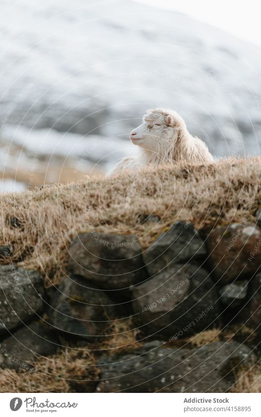 Calm sheep on hill on Faroe Islands mountain highland calm domestic animal relax cold winter season faroe islands lying ground frost frozen scenic snow nature