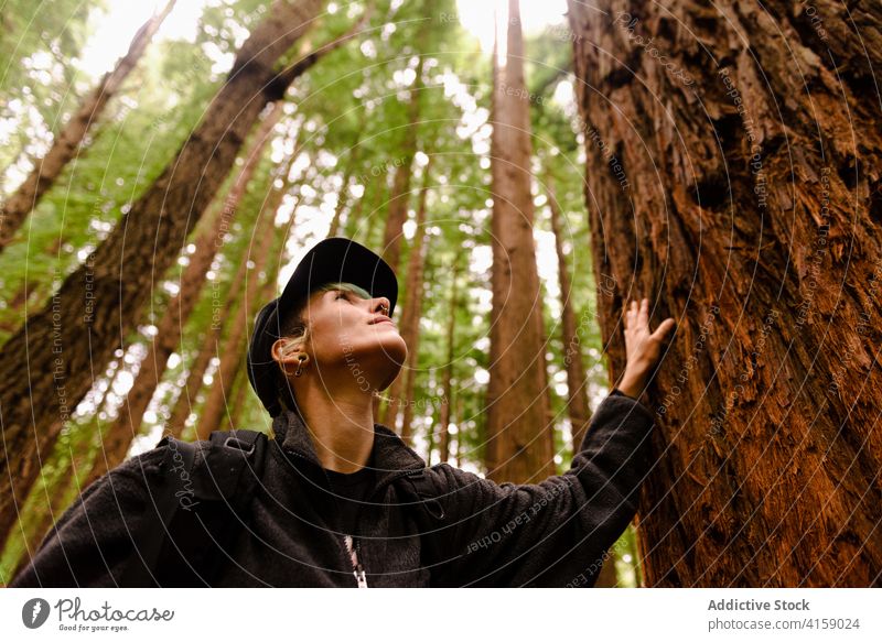 Traveling woman near big tree in forest tourist huge nature vacation sequoia woods natural female monte cabezon natural monument of sequoias cantabria spain