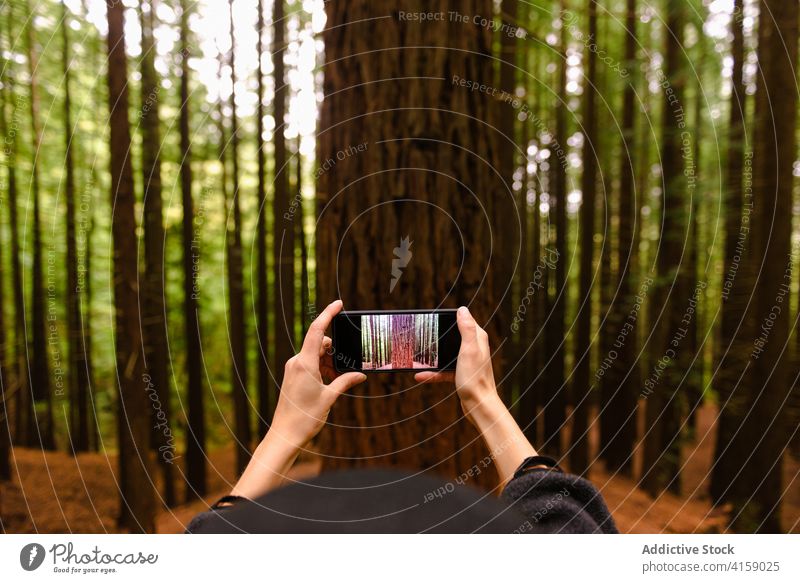 Crop traveler taking photo of tree in forest take photo tourist sequoia woods smartphone moment memory monte cabezon natural monument of sequoias cantabria