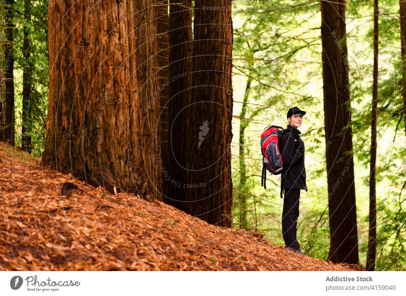 Delighted traveler in green woods forest tree woman big sequoia amazing scenery natural female natural monument of sequoias cantabria spain tourist backpack