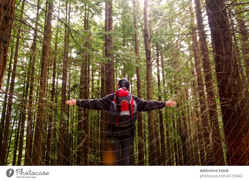 Carefree explorer enjoying nature in forest freedom carefree outstretch adventure wanderlust woods monte cabezon natural monument of sequoias cantabria spain