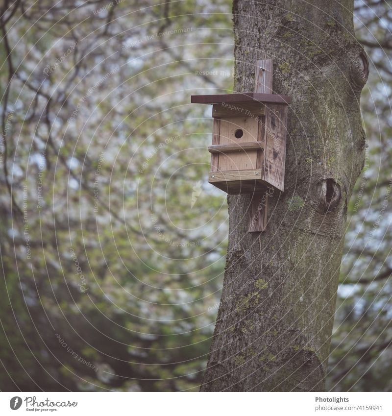 Nest box on a tree trunk Nesting box birds Bird incubate Animal Nature Exterior shot Spring Wildlife Deserted Environment Colour photo Tit mouse Flying Small