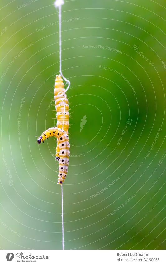two spider moths hanging on a silk thread, against green background Caterpillar Net Gossamer Moths spun in bud moths butterflies pupate insect infestation