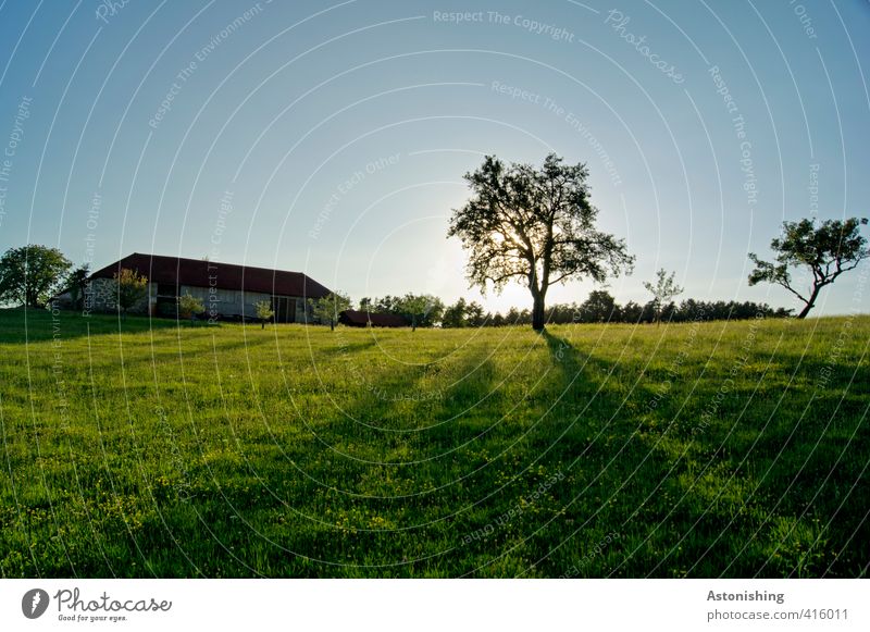 farm Environment Nature Landscape Plant Sky Cloudless sky Sun Sunrise Sunset Sunlight Summer Weather Beautiful weather Warmth Tree Grass Meadow Forest Hill