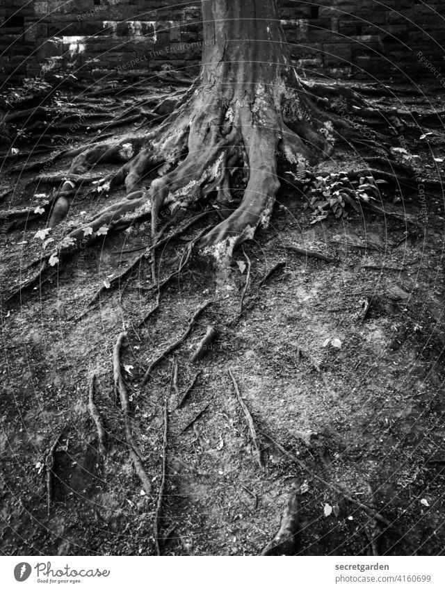 Bleak forest roots Tree Old Ground Earth Park Black & white photo Contrast Tree trunk take root Plant Growth Nature Forest Exterior shot Deserted Landscape