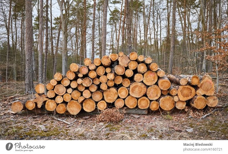 Felled pine tree logs in a forest. logging deforestation nature forestry trunk industry wood felled natural cut pile environment stack timber lumber material