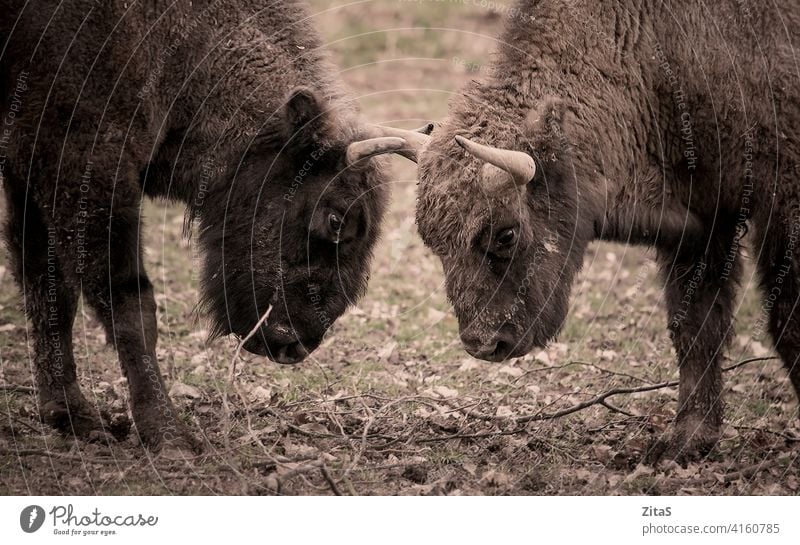 Two bisons facing each other in the nature animal wildlife horn horns head herbivore cow mammal zoology face off