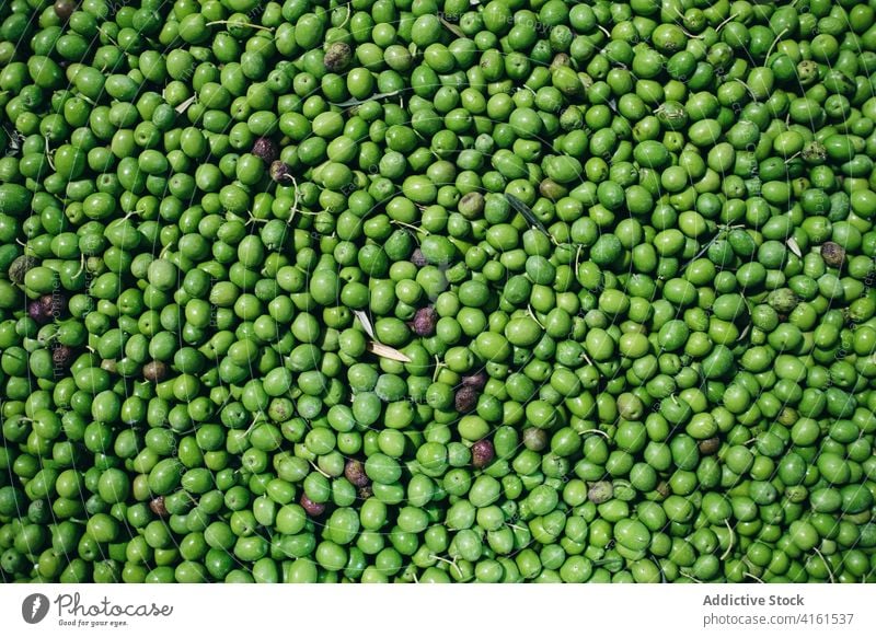 Pile of green olives at factory pile fresh plant background many healthy food season botany organic natural ingredient flora arrangement bright vitamin ripe