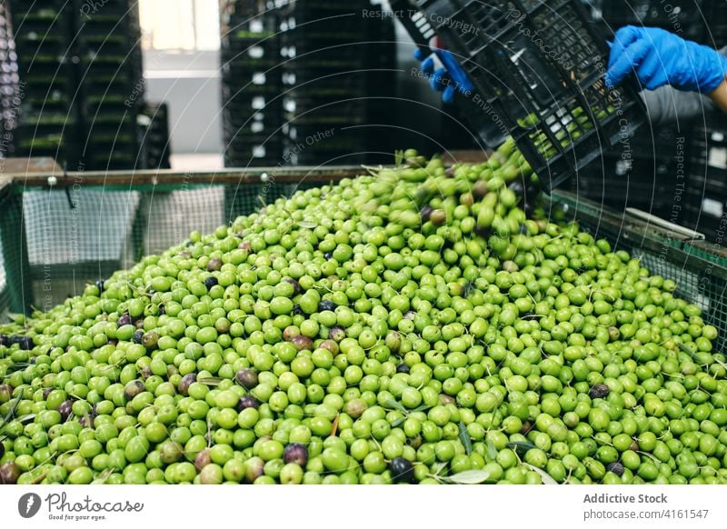 Green olives in containers at factory industrial facility storage fresh agriculture industry raw product production manufacture food organic machinery work