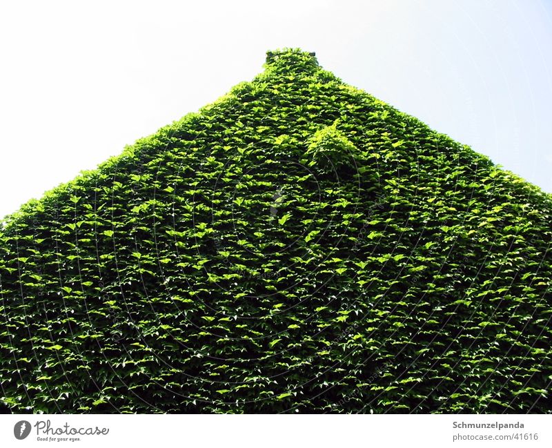 Green house House (Residential Structure) Leaf Growth Worm's-eye view Münster