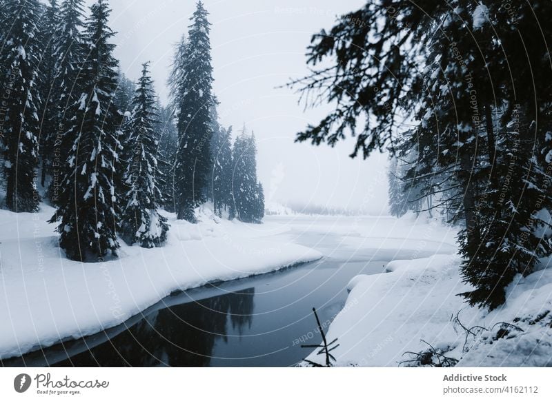 Foggy winter forest and river landscape snow fog cold spruce nature wild tranquil water tree woods woodland coniferous environment weather stream season scenery