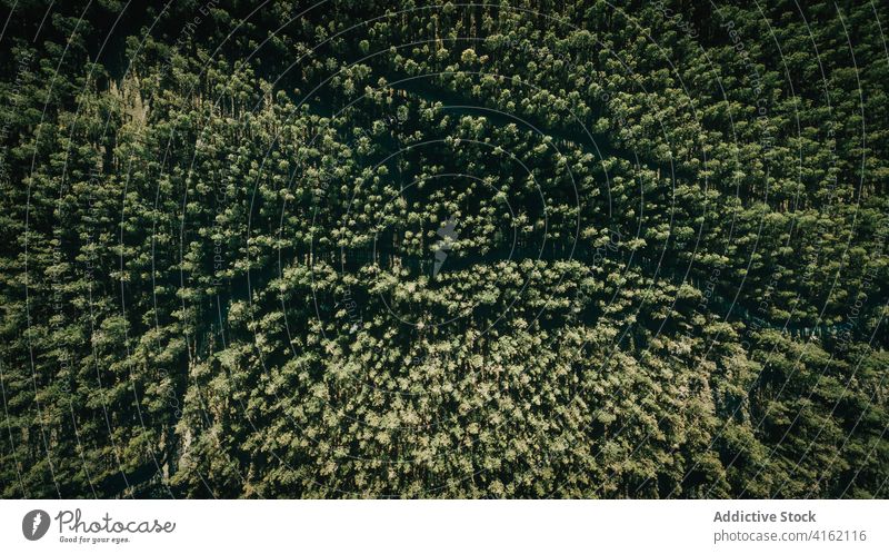 Aerial view of dense green forest woods woodland tree aerial nature background environment coniferous evergreen lush road curve landscape texture rainforest